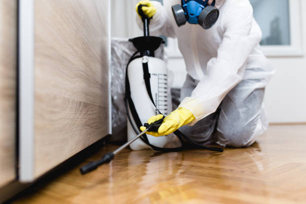 Flea Control Services in Shady Shores, TX