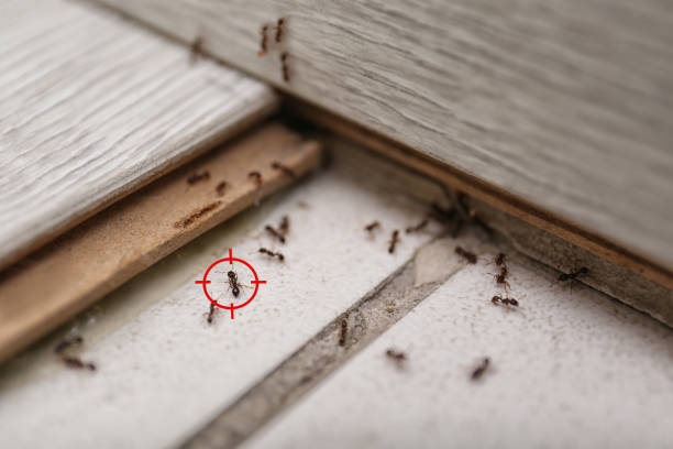 Best Affordable Pest Control Services  in Shady Shores, TX