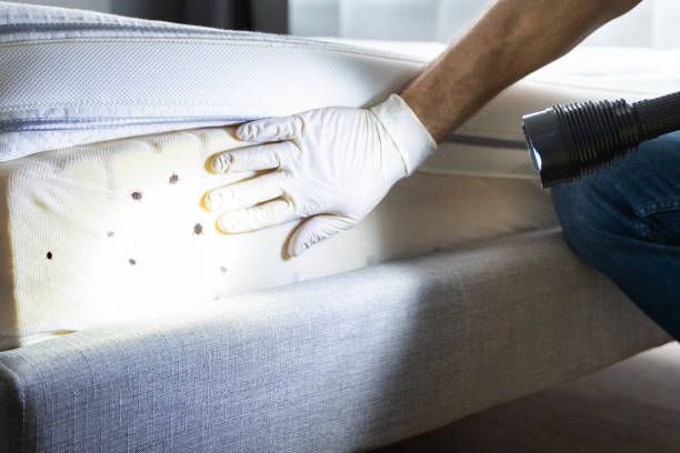 Best Mosquito Control Services  in Shady Shores, TX