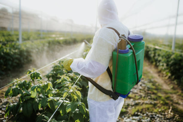 Best Best Pest Control Companies  in Shady Shores, TX